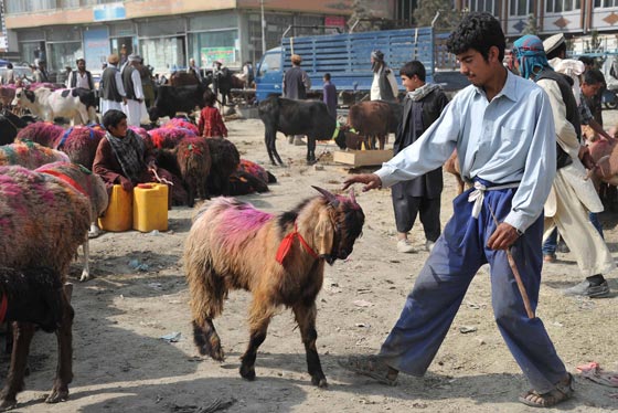 بالصور.. شاهدوا احتفالات شعوب العالم بعيد الاضحى صورة رقم 5