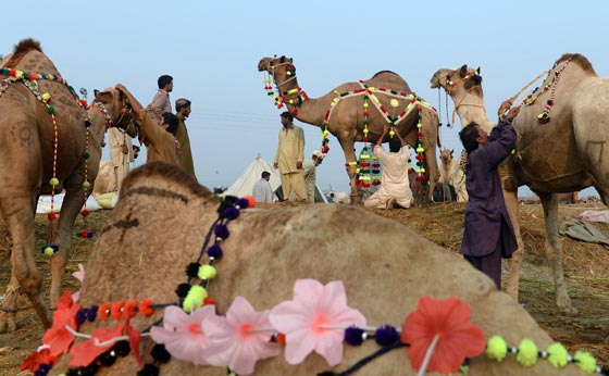 بالصور.. شاهدوا احتفالات شعوب العالم بعيد الاضحى صورة رقم 40