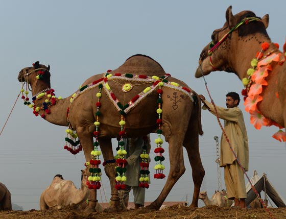 بالصور.. شاهدوا احتفالات شعوب العالم بعيد الاضحى صورة رقم 41