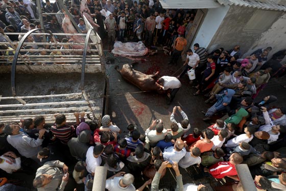 بالصور.. شاهدوا احتفالات شعوب العالم بعيد الاضحى صورة رقم 47