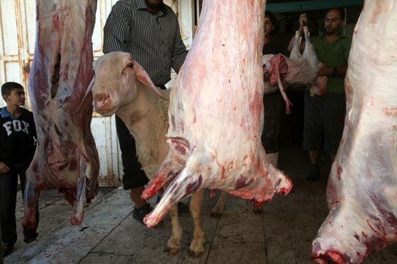 بالصور.. شاهدوا احتفالات شعوب العالم بعيد الاضحى صورة رقم 48