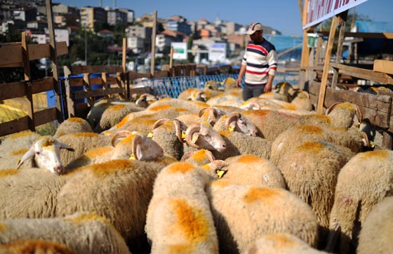 بالصور.. شاهدوا احتفالات شعوب العالم بعيد الاضحى صورة رقم 64