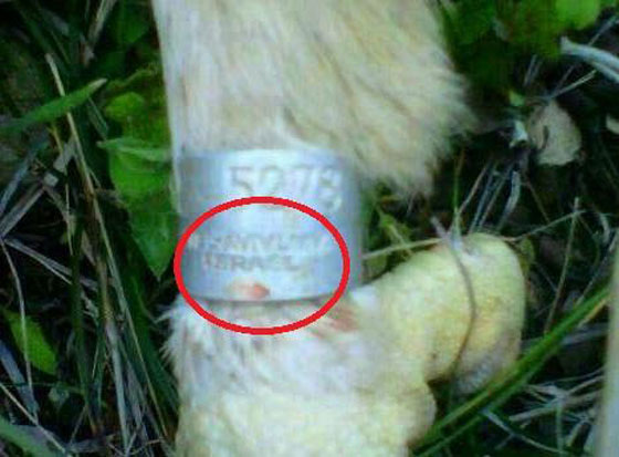 بالصور.. باشق اسرائيلي يتجسس على لبنان!! صورة رقم 1