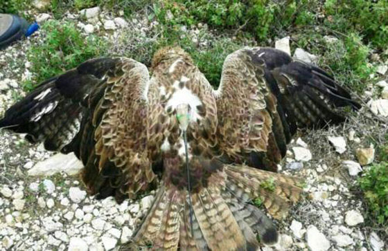 بالصور.. باشق اسرائيلي يتجسس على لبنان!! صورة رقم 2