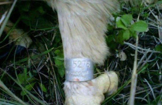 بالصور.. باشق اسرائيلي يتجسس على لبنان!! صورة رقم 3