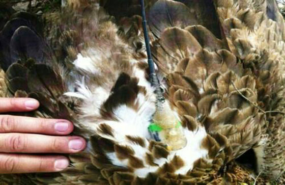 بالصور.. باشق اسرائيلي يتجسس على لبنان!! صورة رقم 4