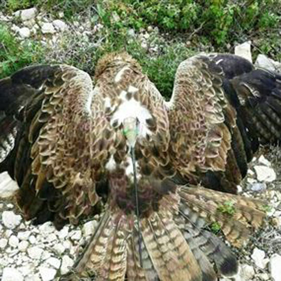 بالصور.. باشق اسرائيلي يتجسس على لبنان!! صورة رقم 5