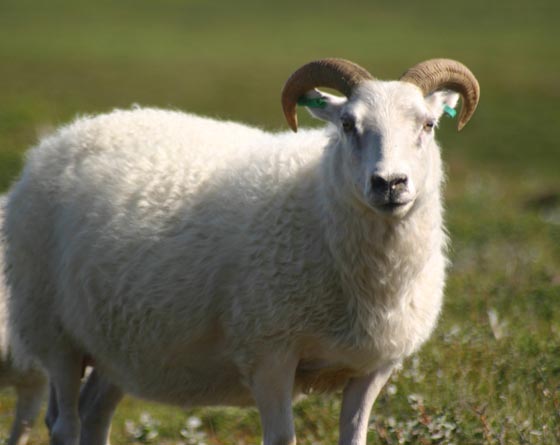 مزاد علني لبيع خروف كويتي في شرق السعودية صورة رقم 1 مزاد علني لبيع خروف كويتي في شرق السعودية صورة رقم 1