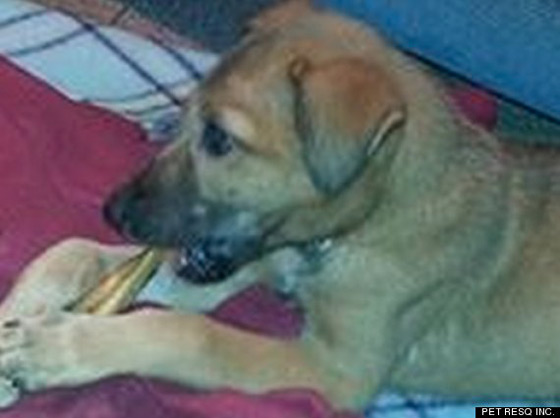 موقع فرنسي: الإخوان خططوا لتفخيخ كلاب ضد قوات الامن صورة رقم 1 موقع فرنسي: الإخوان خططوا لتفخيخ كلاب ضد قوات الامن صورة رقم 1