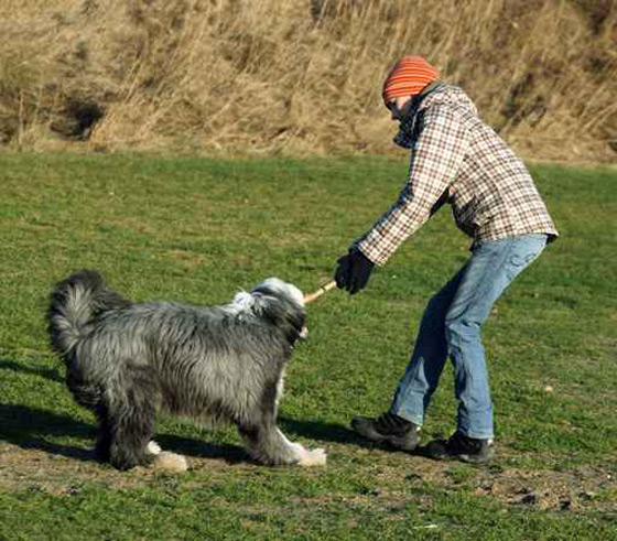 امرأة تطعن ضيوفها لتعاملهم المسيء مع جرائها! صورة رقم 1