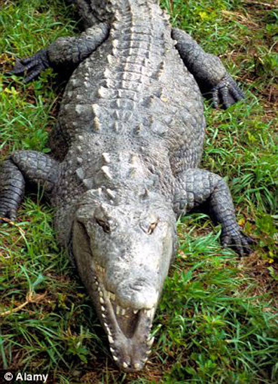 تمساح بطول 12 قدم يهاجم سائحاً بريطانياً بينما كان يلعب الجولف صورة رقم 2