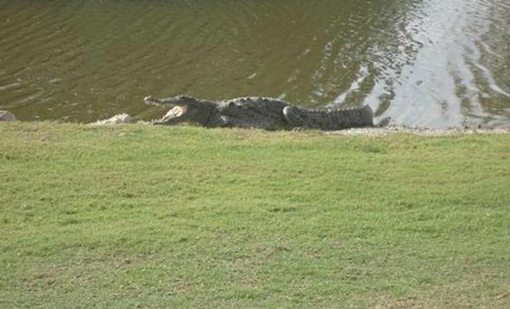 تمساح بطول 12 قدم يهاجم سائحاً بريطانياً بينما كان يلعب الجولف صورة رقم 3