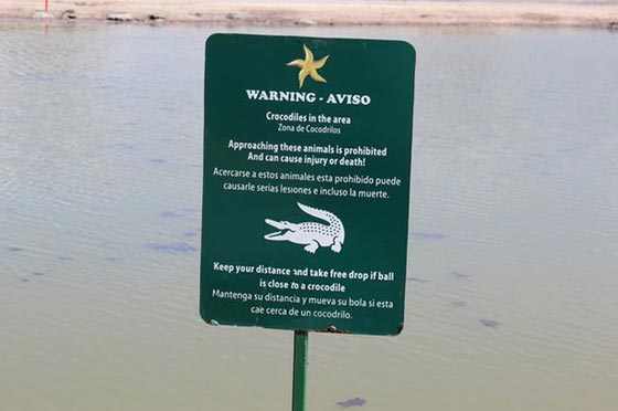 تمساح بطول 12 قدم يهاجم سائحاً بريطانياً بينما كان يلعب الجولف صورة رقم 4