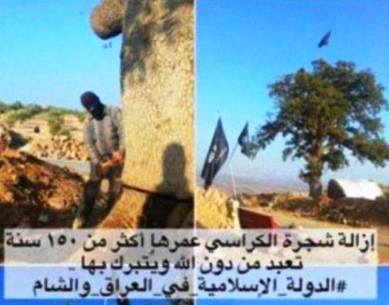 مقاتلو داعش يؤذون الشجر والبشر بقطعهم شجرة عمرها 150 عاما صورة رقم 1