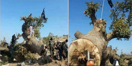 مقاتلو داعش يؤذون الشجر والبشر بقطعهم شجرة عمرها 150 عاما صورة رقم 2