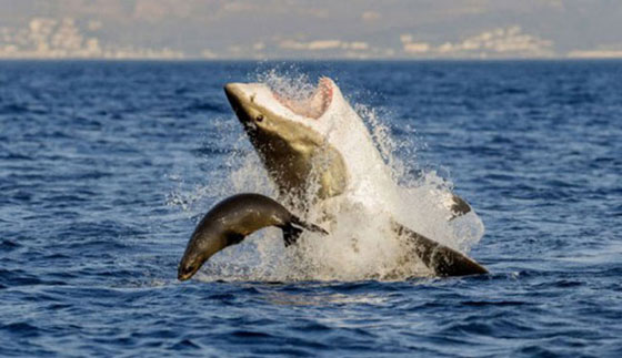 صورة العام.. داعش يذبح جنديا سوريا صورة رقم 6