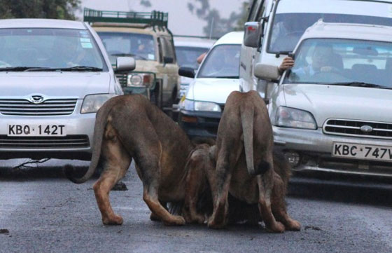 نيروبي: اسدان يربكان حركة السير خلال نزهتهما الصباحية صورة رقم 1 نيروبي: اسدان يربكان حركة السير خلال نزهتهما الصباحية صورة رقم 1