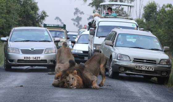 نيروبي: اسدان يربكان حركة السير خلال نزهتهما الصباحية صورة رقم 2 نيروبي: اسدان يربكان حركة السير خلال نزهتهما الصباحية صورة رقم 2