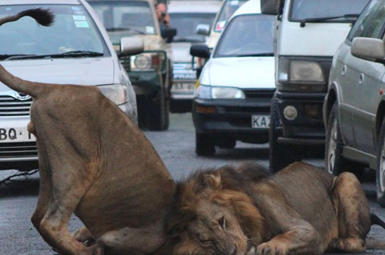 نيروبي: اسدان يربكان حركة السير خلال نزهتهما الصباحية صورة رقم 6 نيروبي: اسدان يربكان حركة السير خلال نزهتهما الصباحية صورة رقم 6