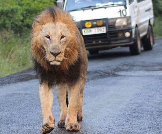نيروبي: اسدان يربكان حركة السير خلال نزهتهما الصباحية صورة رقم 7 نيروبي: اسدان يربكان حركة السير خلال نزهتهما الصباحية صورة رقم 7
