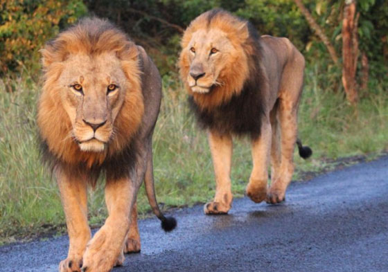 نيروبي: اسدان يربكان حركة السير خلال نزهتهما الصباحية صورة رقم 8 نيروبي: اسدان يربكان حركة السير خلال نزهتهما الصباحية صورة رقم 8