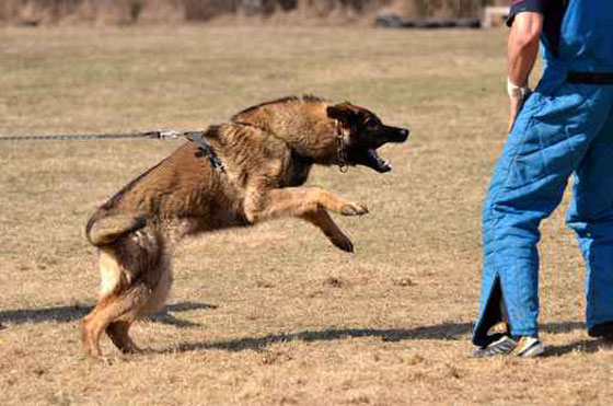 كلب يقع ضحية الموت بعد انقاذه امرأة وطفلها من زوجها! صورة رقم 1