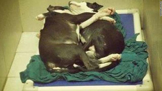 9 قصص مؤثرة حظيت باهتمام واسع في عام 2013! صورة رقم 1 9 قصص مؤثرة حظيت باهتمام واسع في عام 2013! صورة رقم 1