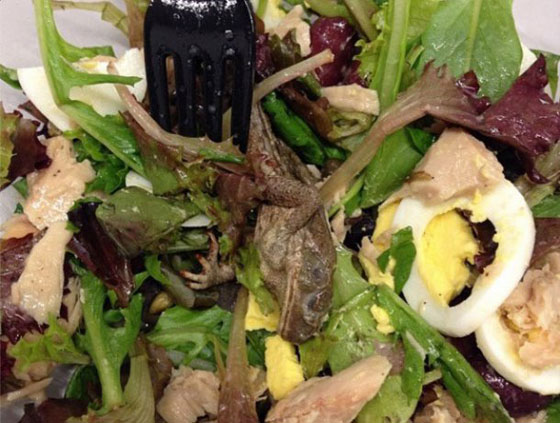  ضفدع نافق يثير الفزع في مطعم امريكي صورة رقم 1