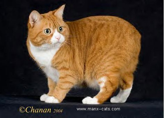 جولة حول العالم.. في دنيا الغرائب المنوعة   صورة رقم 4