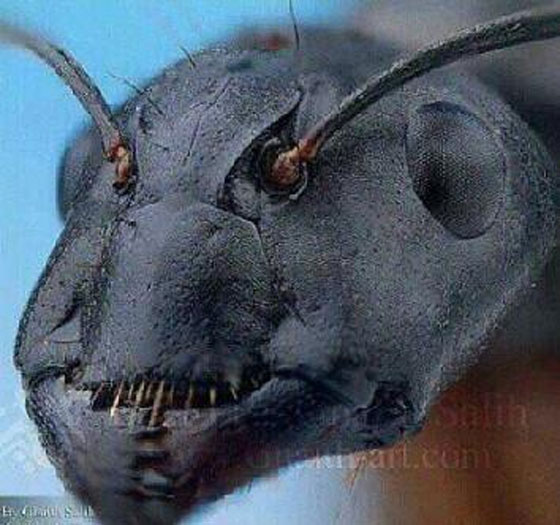 جولة حول العالم.. في دنيا الغرائب المنوعة   صورة رقم 12