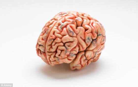 شاب يسرق ادمغة بشرية من متحف ليبيعها على فيسبوك صورة رقم 3 شاب يسرق ادمغة بشرية من متحف ليبيعها على فيسبوك صورة رقم 3