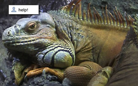 لا تلعب بنار الفيسبوك.. لئلا تحرق اصابعك صورة رقم 5