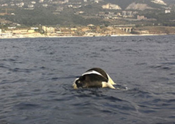 ما سر جثث الأبقار التي تقذفها الأمواج الى شواطئ السويد؟! صورة رقم 2