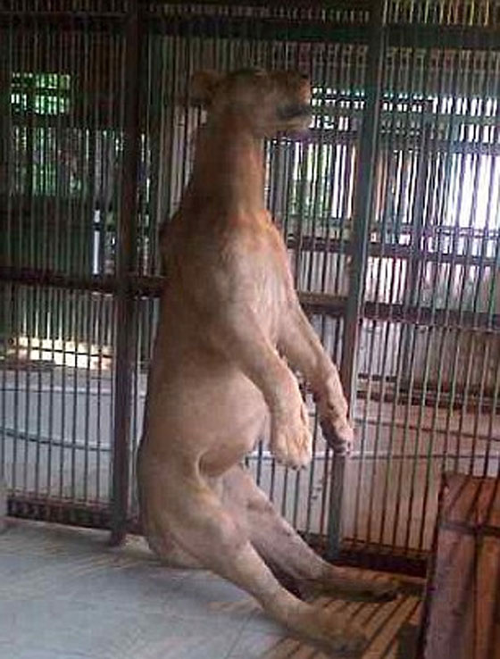 نتيجة الاهمال: اسد يشنق نفسه في حديقة حيوان بإندونيسيا صورة رقم 1 نتيجة الاهمال: اسد يشنق نفسه في حديقة حيوان بإندونيسيا صورة رقم 1