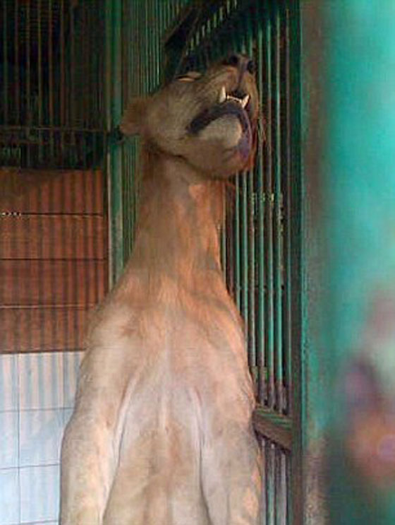 نتيجة الاهمال: اسد يشنق نفسه في حديقة حيوان بإندونيسيا صورة رقم 2 نتيجة الاهمال: اسد يشنق نفسه في حديقة حيوان بإندونيسيا صورة رقم 2