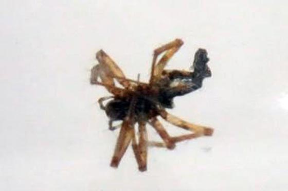 عقرب في علبة حليب طفلة! صورة رقم 2