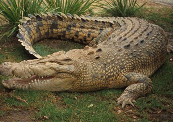 ملاوي تدعم قطاعها السياحي باستيراد الاسود والحيوانات البرية صورة رقم 1