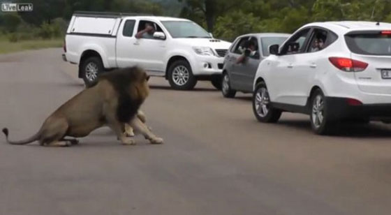 أولاد يفتحون النوافذ في مواجهة الاسود الخطرة في السفاري! صورة رقم 6