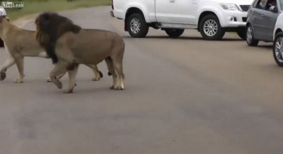 أولاد يفتحون النوافذ في مواجهة الاسود الخطرة في السفاري! صورة رقم 2