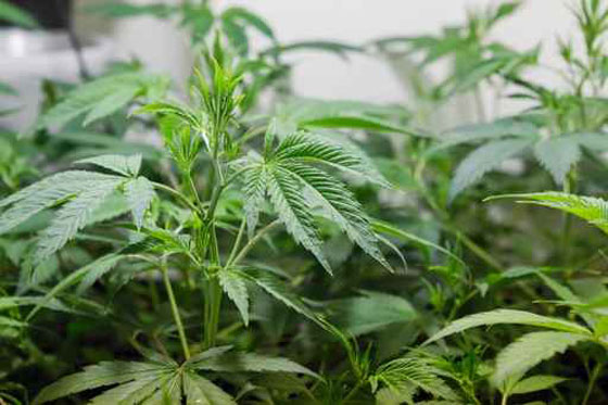 زرع الماريحوانا في بيته ليتمكن من خوض معركة قضائية ضد زوجته صورة رقم 1 زرع الماريحوانا في بيته ليتمكن من خوض معركة قضائية ضد زوجته صورة رقم 1