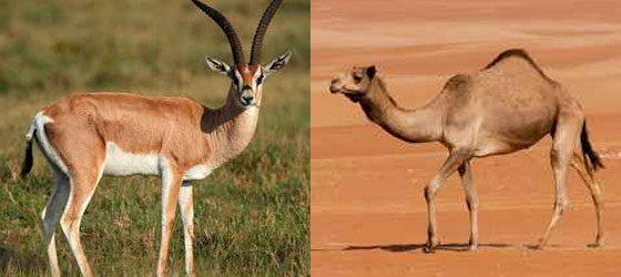  فرق الإنقاذ الروسية تضم جمالاً وحميراً وغزلاناً جائعة تطلب الطعام صورة رقم 1