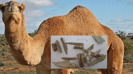 عظام جمل في فلسطين تتناقض مع قصة النبي ابراهيم التوراتية صورة رقم 1