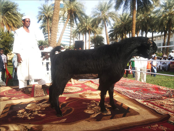 عنزة اردنية تفوز بلقب ملكة جمال الماعز بالسودان صورة رقم 1