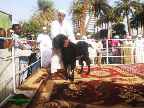 عنزة اردنية تفوز بلقب ملكة جمال الماعز بالسودان صورة رقم 2