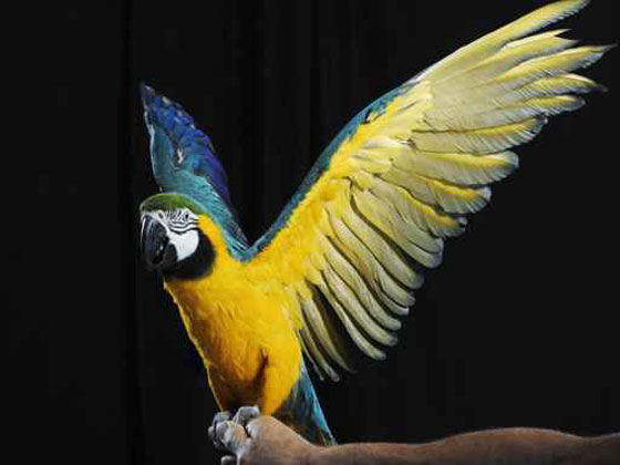 شجار بين ببغاء ومالكها يستدعي تدخل الشرطة الألمانية صورة رقم 1