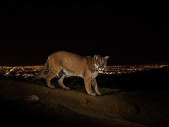 دزينة من صور الحرب السورية تفوز بجائزة عالمية هامة صورة رقم 4