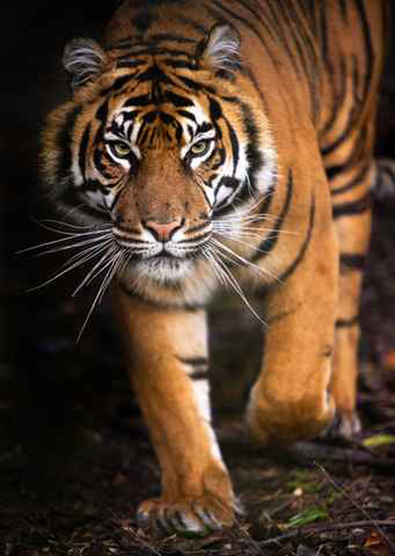 النمور تلتهم 6 اشخاص في نيبال آخرهم طفلة 5 سنوات صورة رقم 1