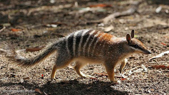 اكتشاف نوع جديد من القوارض يعاشر الانثى 14 ساعة ثم يموت! صورة رقم 1