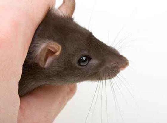 حكاية غريبة: كيف قتل الفأر الرجل الشهم؟ صورة رقم 1