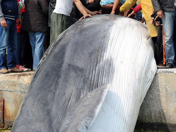 بعد الكويت.. نفوق حوت ضخم علق في شباك الصيادين بتونس صورة رقم 1